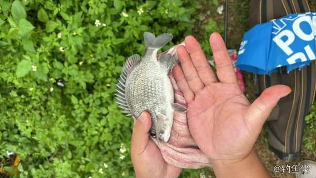 太平洋棘鲷钓获 珠海市 0.5kg