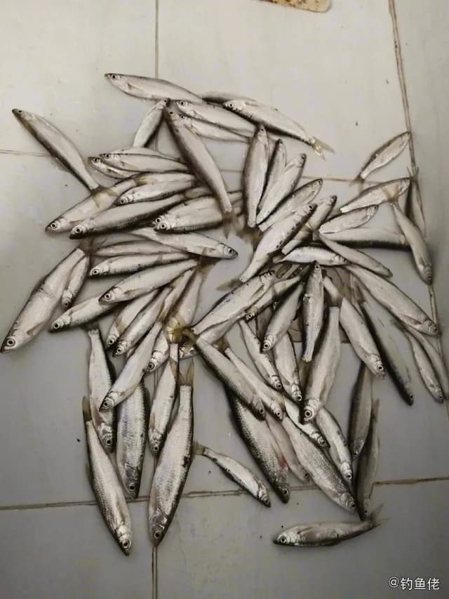 太平洋玉筋鱼钓获 武汉市 0.8kg