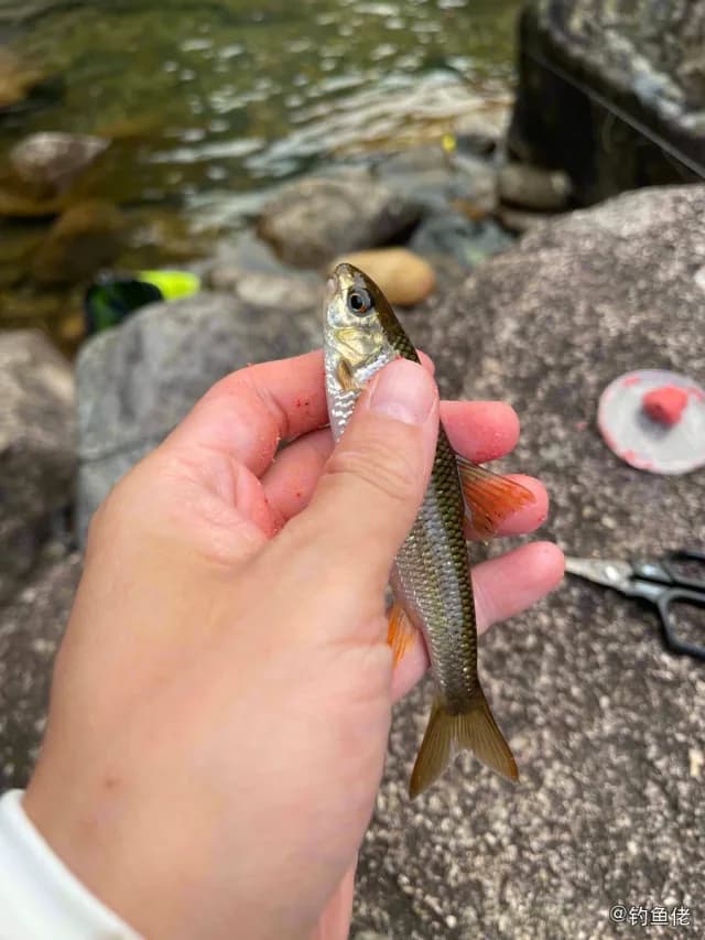 台湾铲颌鱼钓获 厦门市 0.1kg