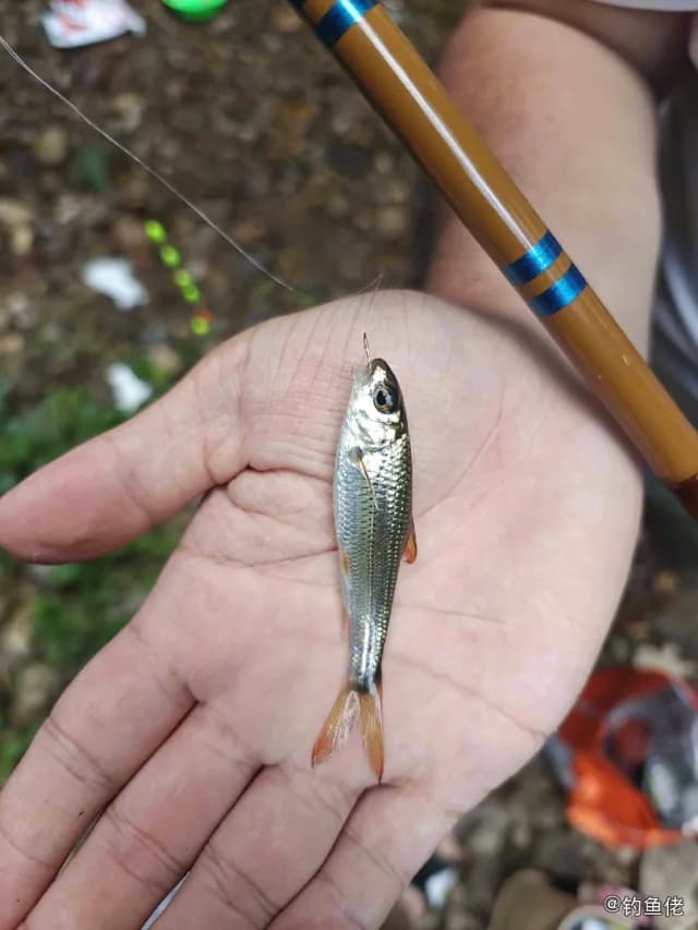 台湾铲颌鱼钓获 福州市 0.03kg