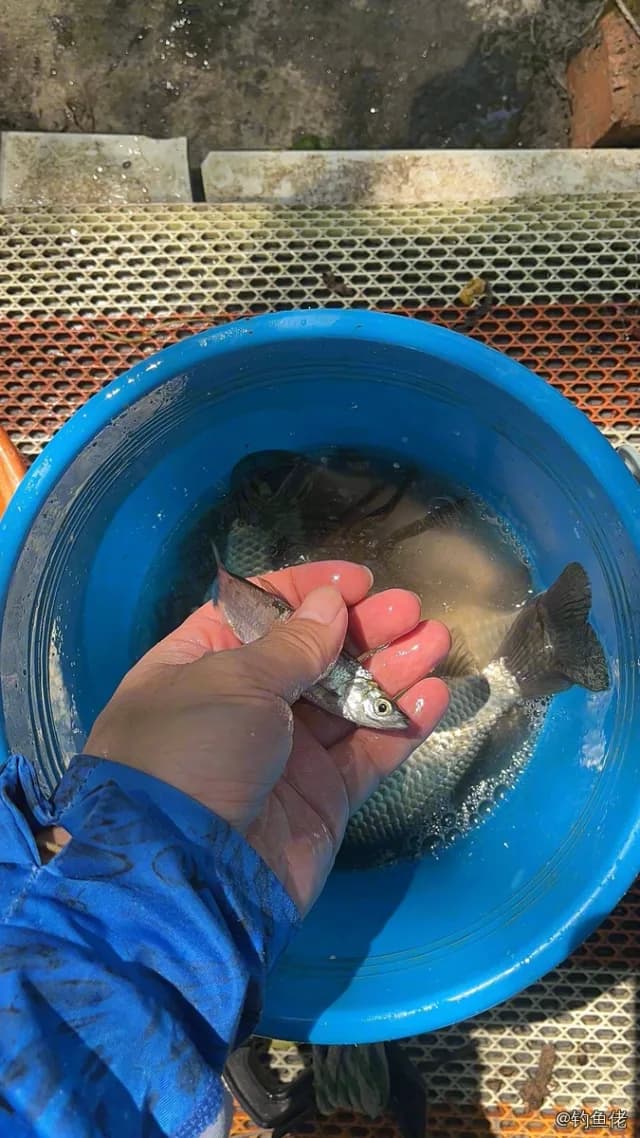 条纹斑竹鲨钓获 上海市 0.46kg