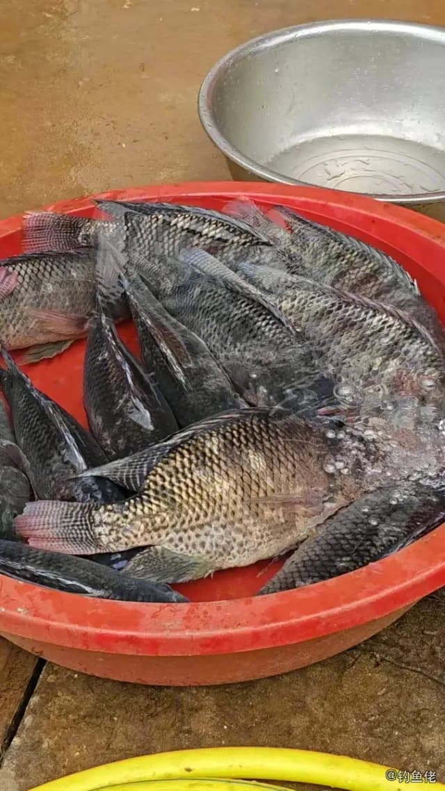 条纹锯鮨钓获 钦州市 0.45kg