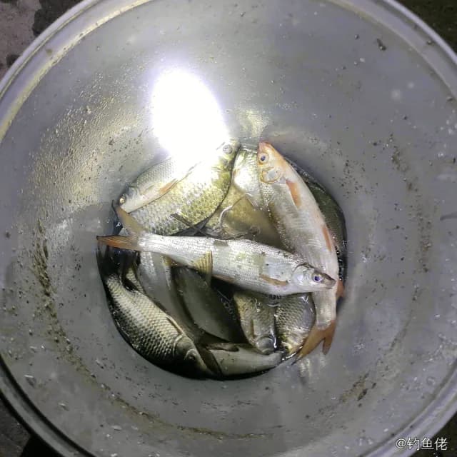 条纹鲮脂鲤钓获 遂宁市 2kg