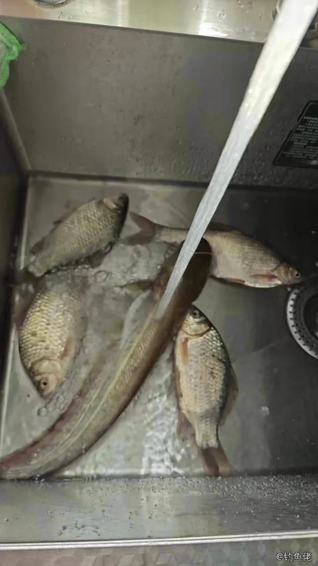 条纹鲮脂鲤钓获 南京市 2kg