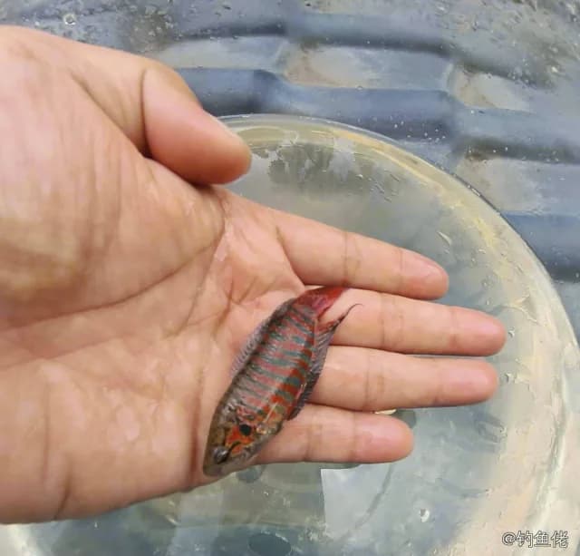 条纹毛足鲈钓获 杭州市 0.1kg