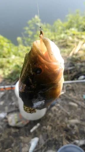 图丽鱼钓获 西安市 0.4kg