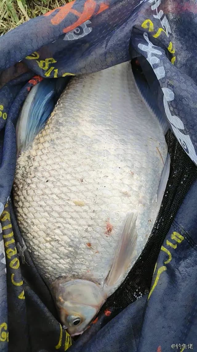团头鲂钓获 南昌市 0.5kg
