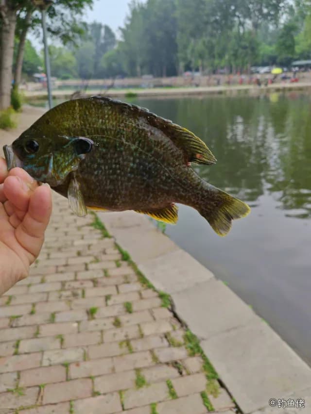 驼背太阳鱼钓获 北京市 0.2kg
