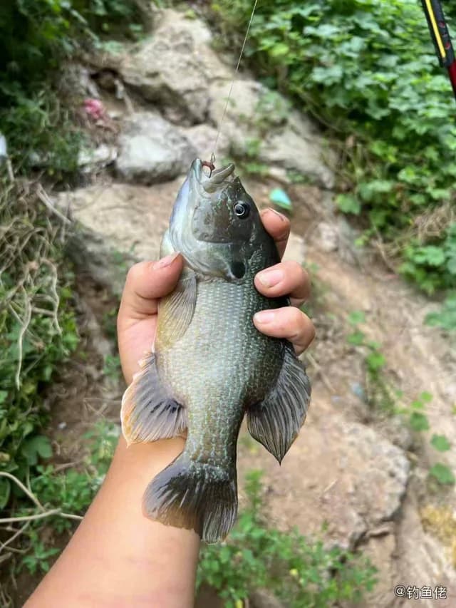 驼背太阳鱼钓获 温州市 0.3kg