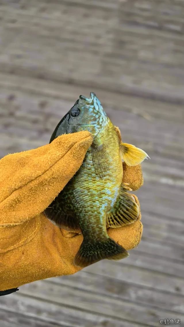 驼背太阳鱼钓获 上海市 0.6kg