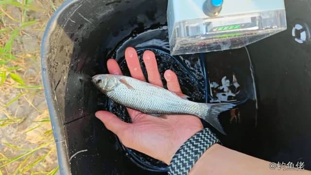 瓦氏雅罗鱼钓获 吉林市 0.1kg