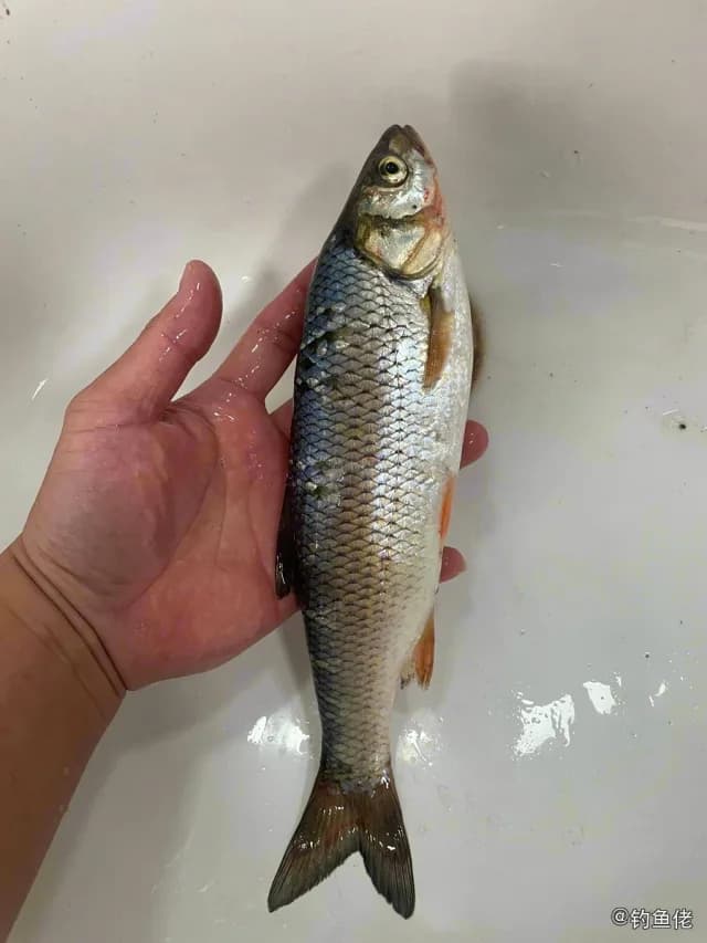 瓦氏雅罗鱼钓获 朝阳市 0.2kg