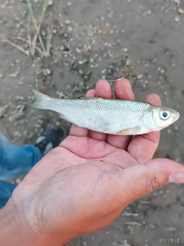 瓦氏雅罗鱼钓获 齐齐哈尔市 0.1kg