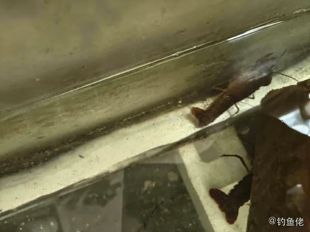 纹缟虾虎鱼钓获 枣庄市 1kg