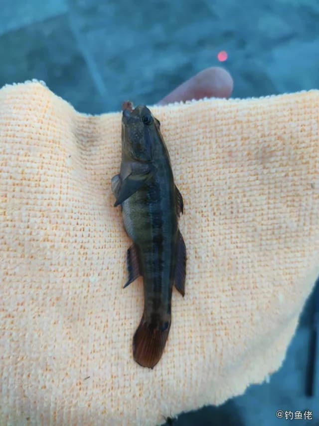 纹缟虾虎鱼钓获 威海市 0.02kg