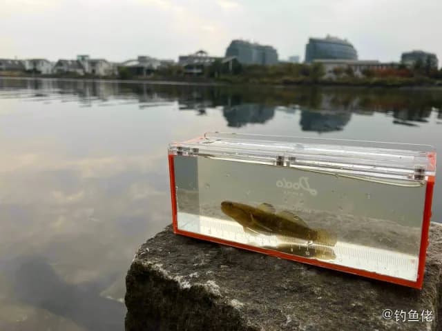 纹缟虾虎鱼钓获 青岛市 0.03kg