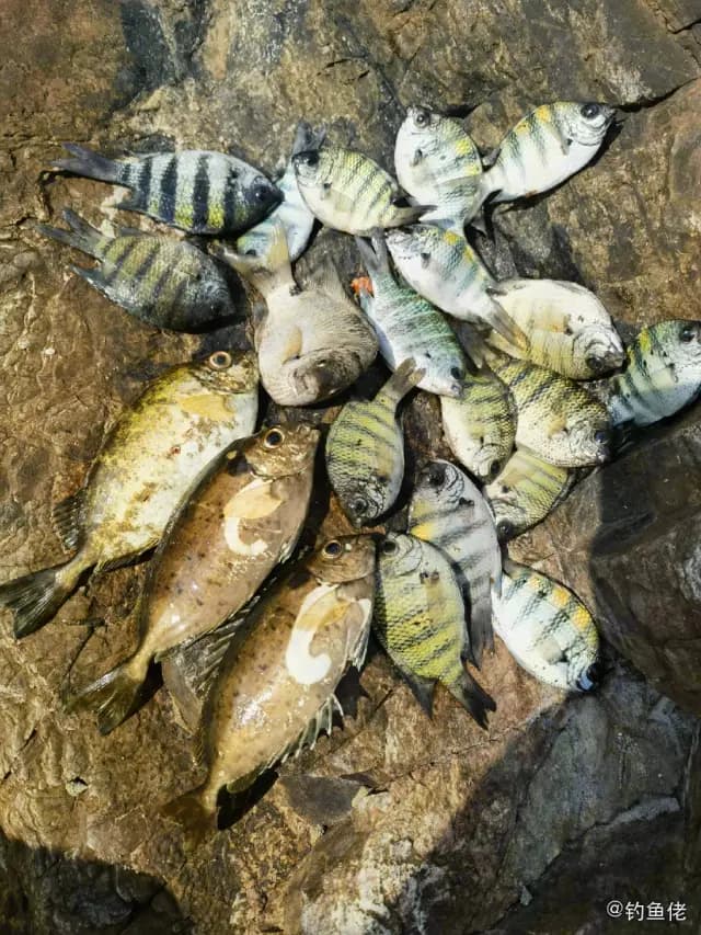 无齿鲹钓获 深圳市 1.5kg