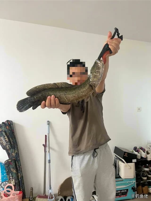 乌鳢钓获 青岛市 2.5kg