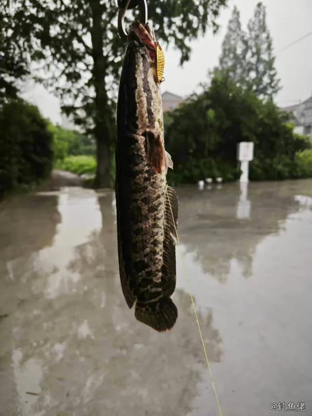 乌鳢钓获 杭州市 0.5kg
