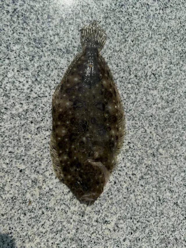 五眼斑鲆钓获 香港特别行政区 0.2kg