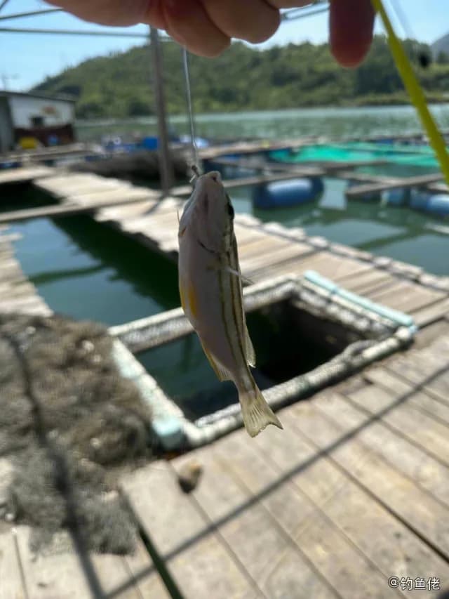 细鳞鯻钓获 惠州市 0.3kg