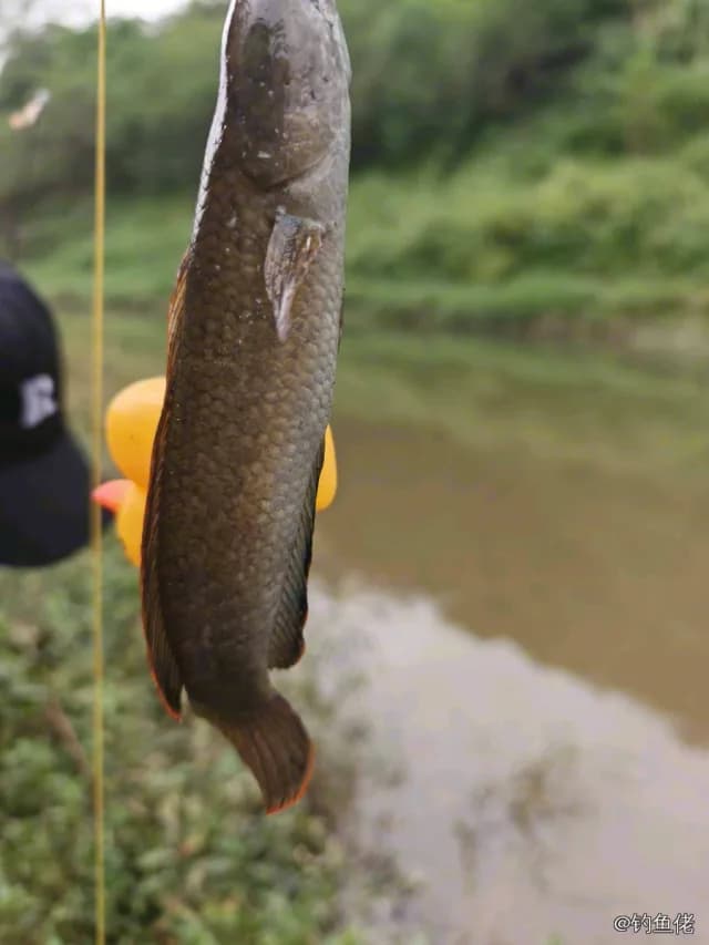 线鳢钓获 重庆市 0.2kg