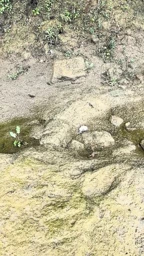 线翎电鳗钓获 广元市 0.1kg