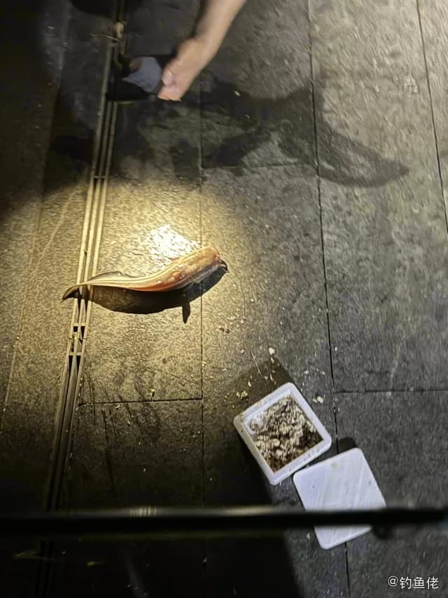线纹鳗鲶钓获 深圳市 0.03kg