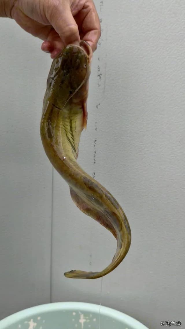 线纹鳗鲶钓获 德州市 0.03kg