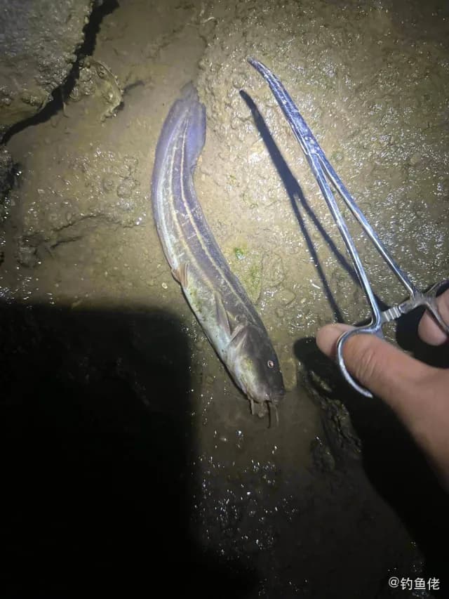 线纹鳗鲶钓获 深圳市 0.24kg