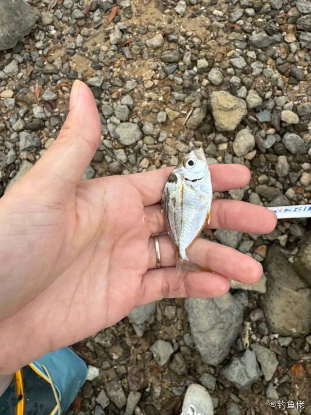 项斑项鲾钓获 厦门市 0.8kg