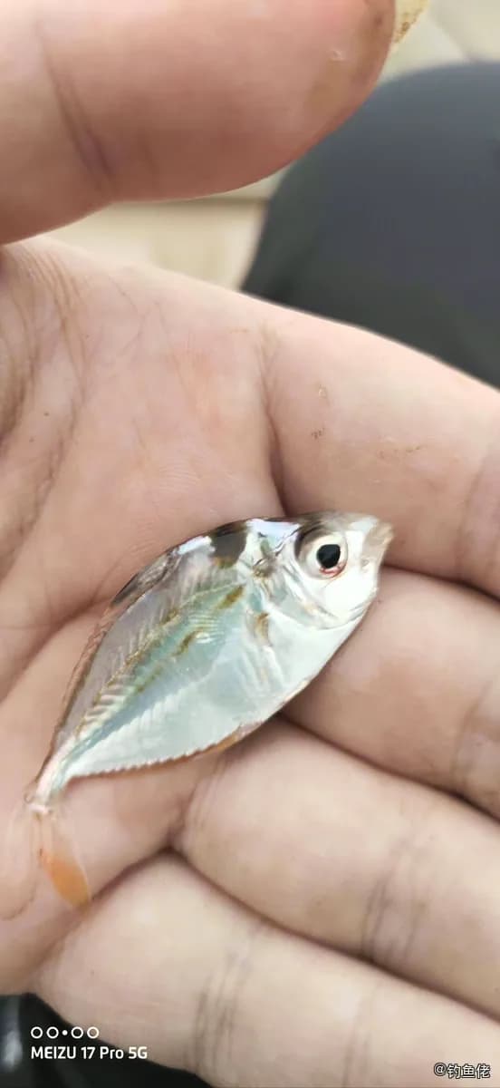 项斑项鲾钓获 珠海市 0.1kg