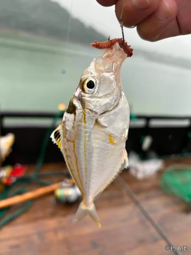 项斑项鲾钓获 宁波市 0.2kg
