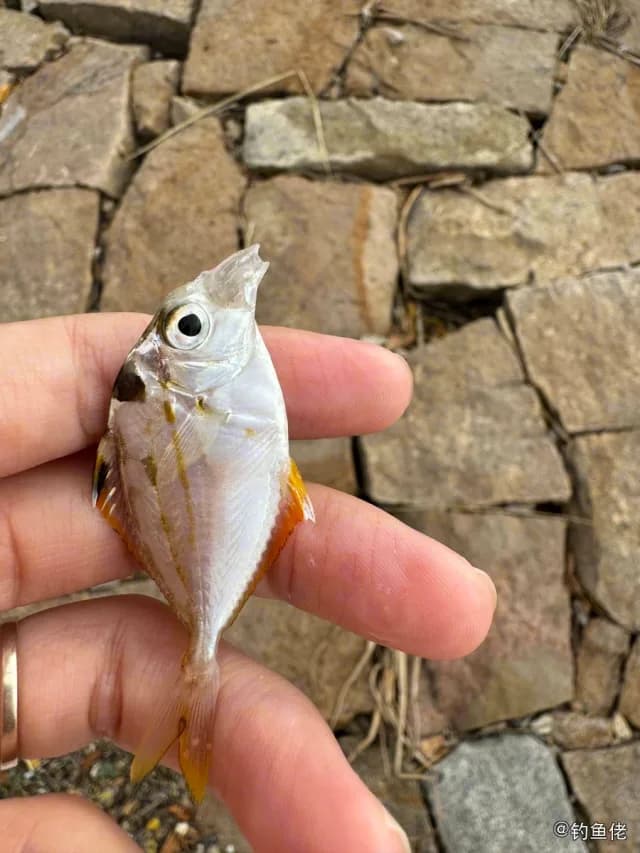 项斑项鲾钓获 厦门市 0.2kg