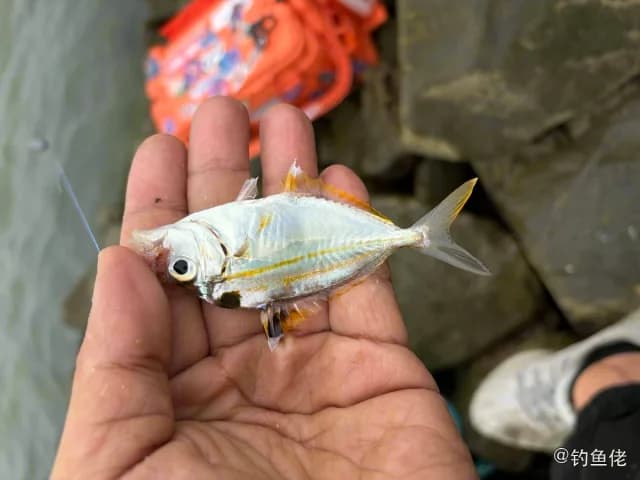 项斑项鲾钓获 中山市 0.8kg
