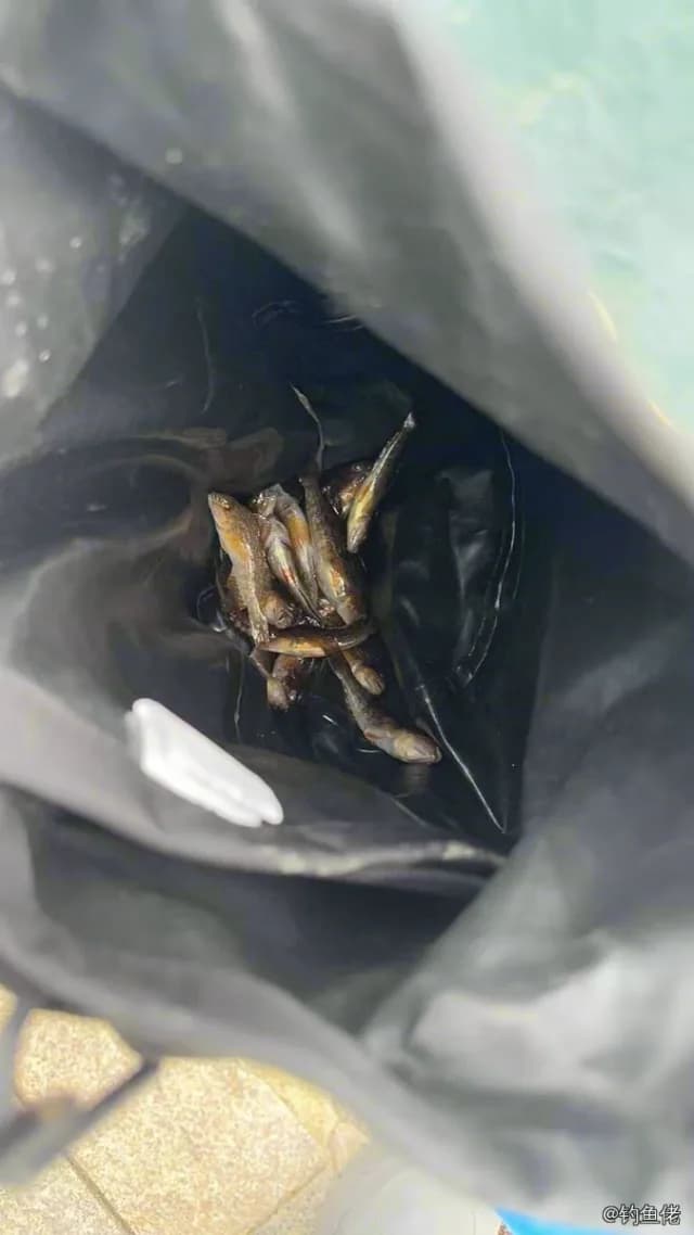 小黄鱼钓获 青岛市 1kg