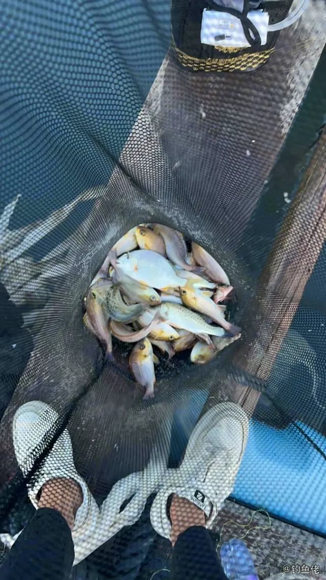 小黄鱼钓获 福州市 0.3kg