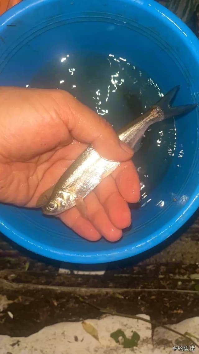 小黄鱼钓获 上海市 0.1kg