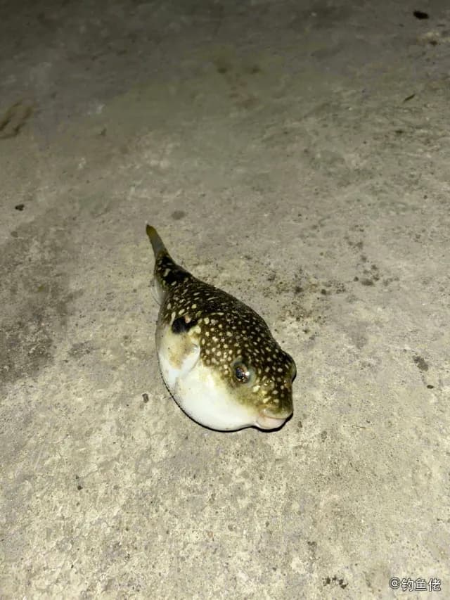 星斑叉鼻鲀钓获 深圳市 0.3kg