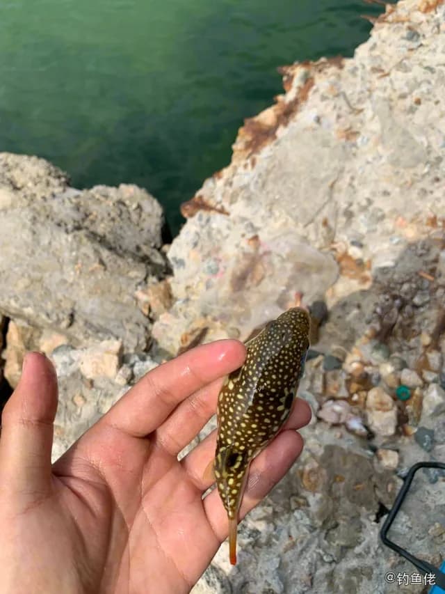 星斑叉鼻鲀钓获 威海市 10kg