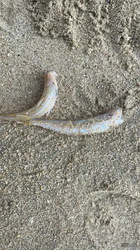 星康吉鳗钓获 三亚市 0.1kg