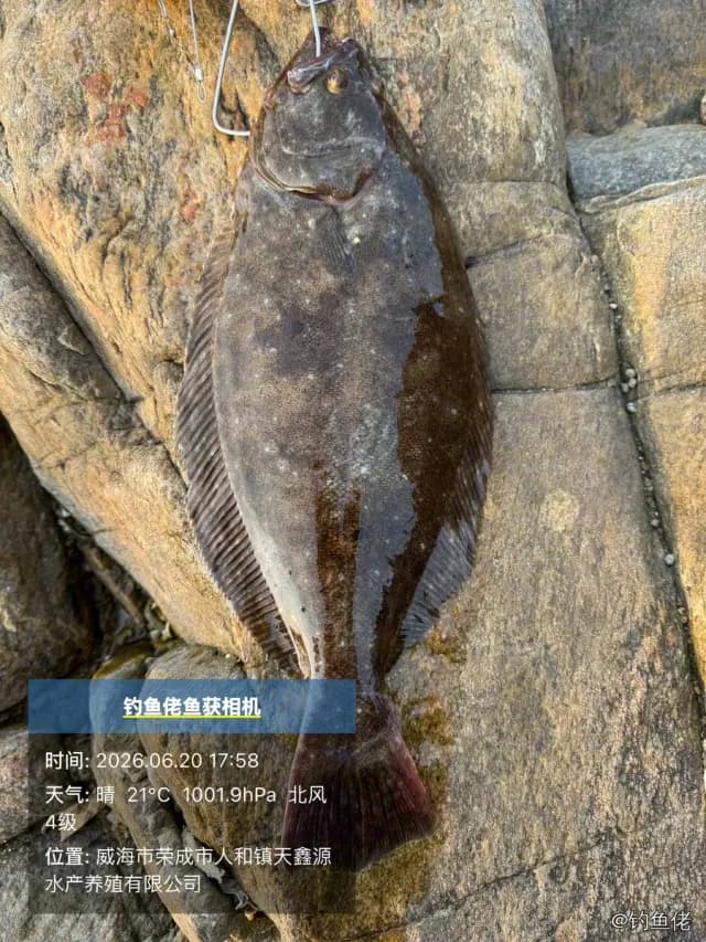 牙鲆钓获 威海市 0.9kg