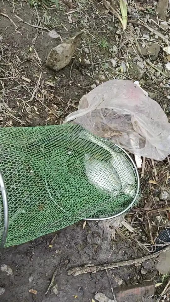 牙鲆钓获 濮阳市 2.7kg