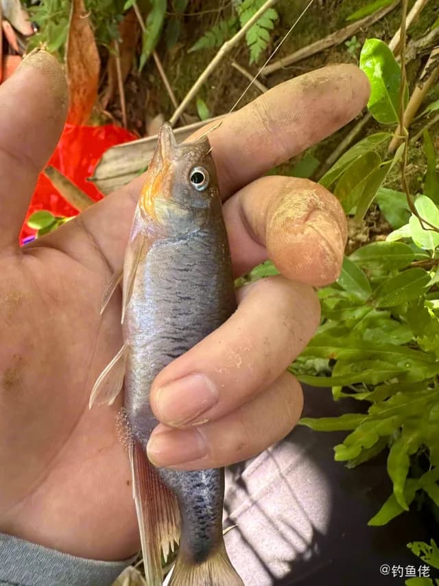 异鱲钓获 肇庆市 0.04kg
