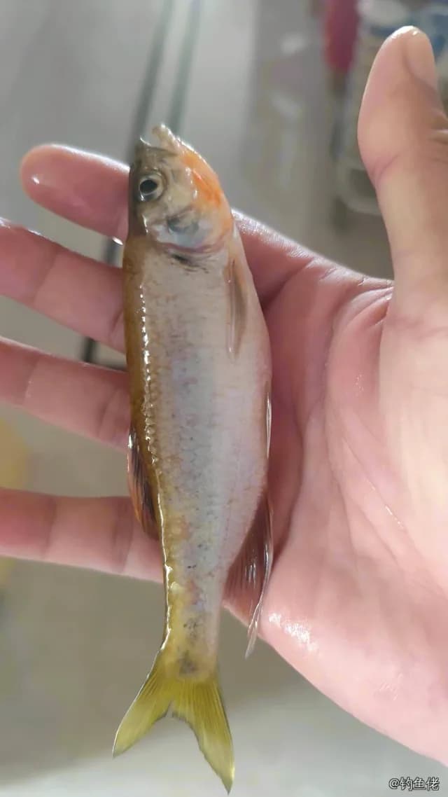 异鱲钓获 防城港市