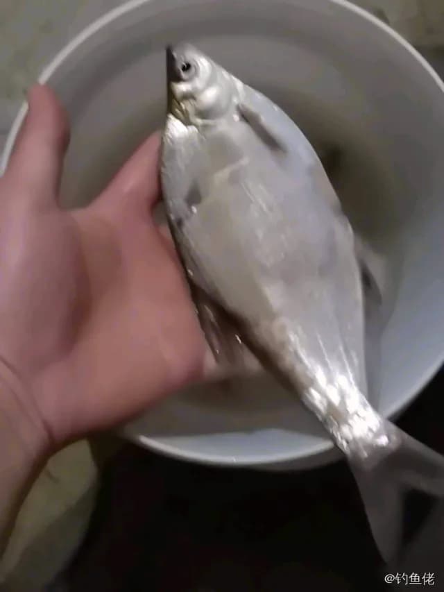 银鲳钓获 苏州市 0.3kg