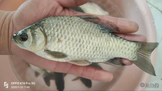 银鲫钓获 苏州市 3.6kg