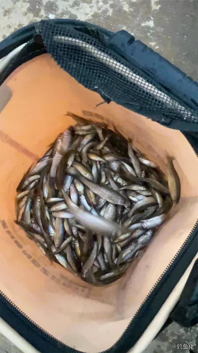 银鲫钓获 洛阳市 0.01kg