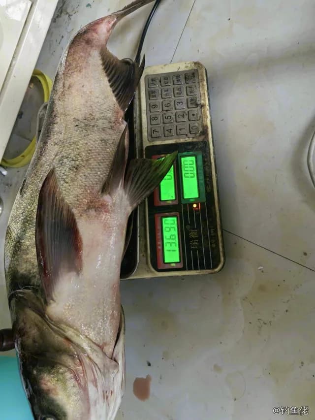 鳙(花鲢)钓获 枣庄市 12kg