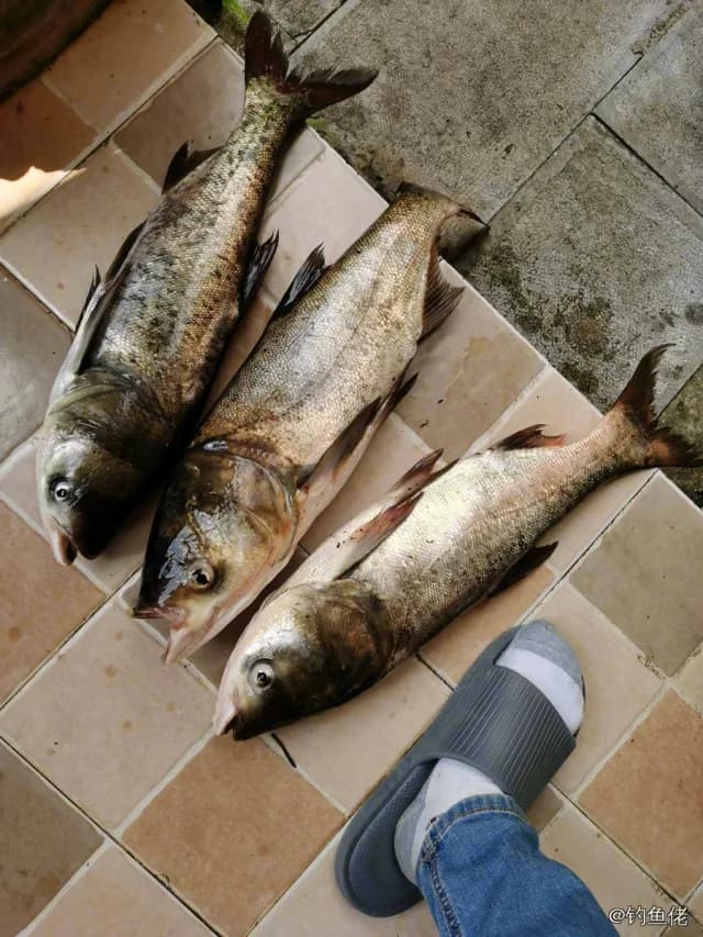 鳙(花鲢)钓获 文山壮族苗族自治州 12kg